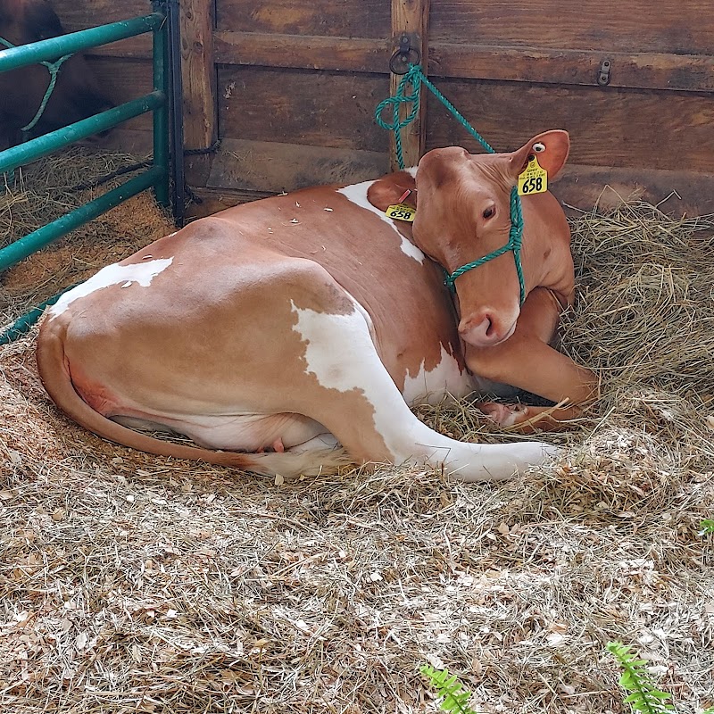 Rockingham County Fair photo 20