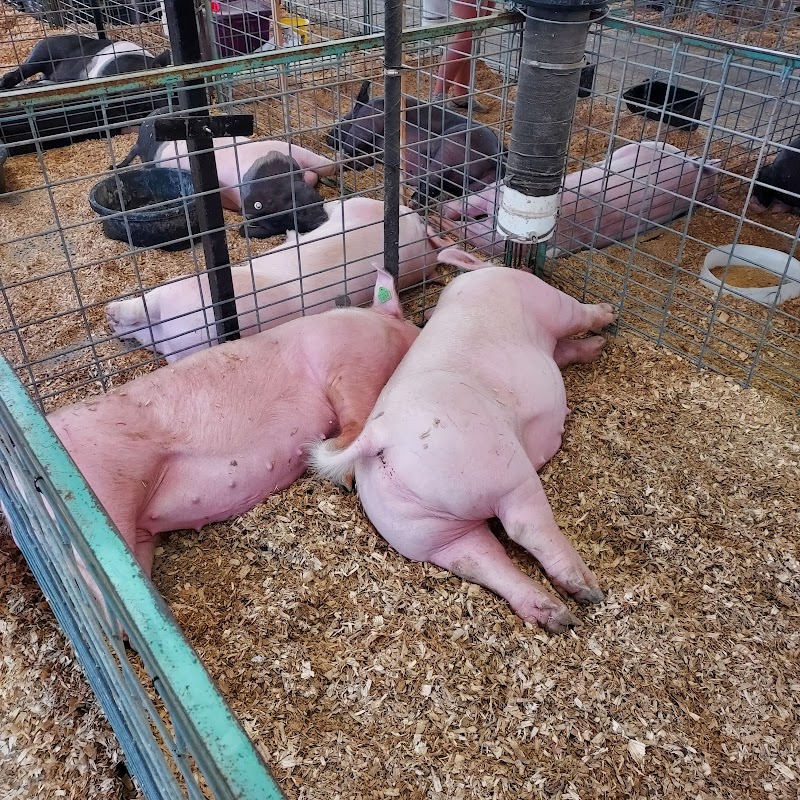 Rockingham County Fair photo 15