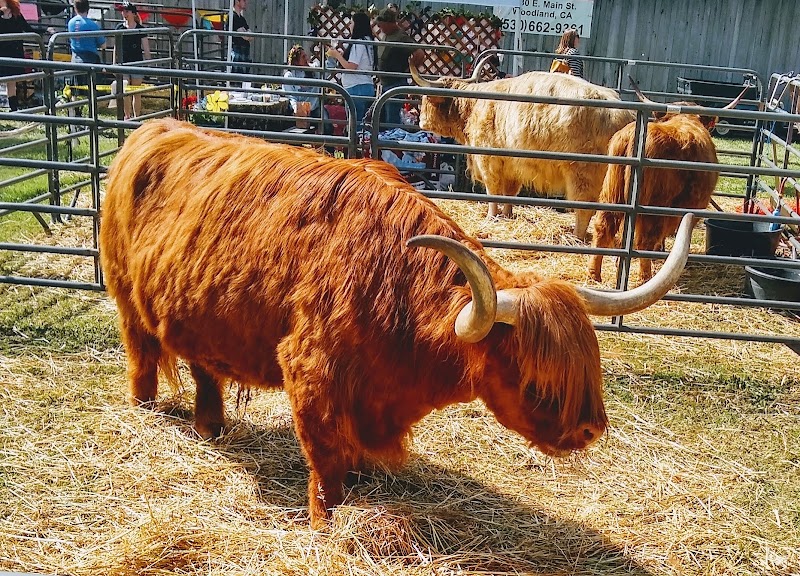 Yolo County Fairgrounds photo 9