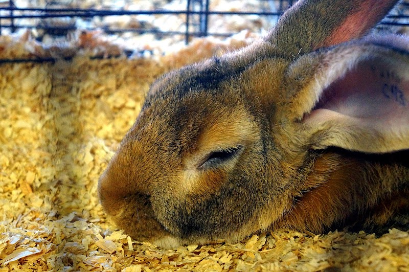 State Fair of West Virginia photo 2