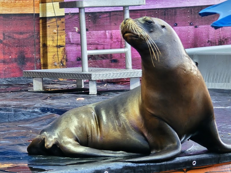 California State Fair photo 9