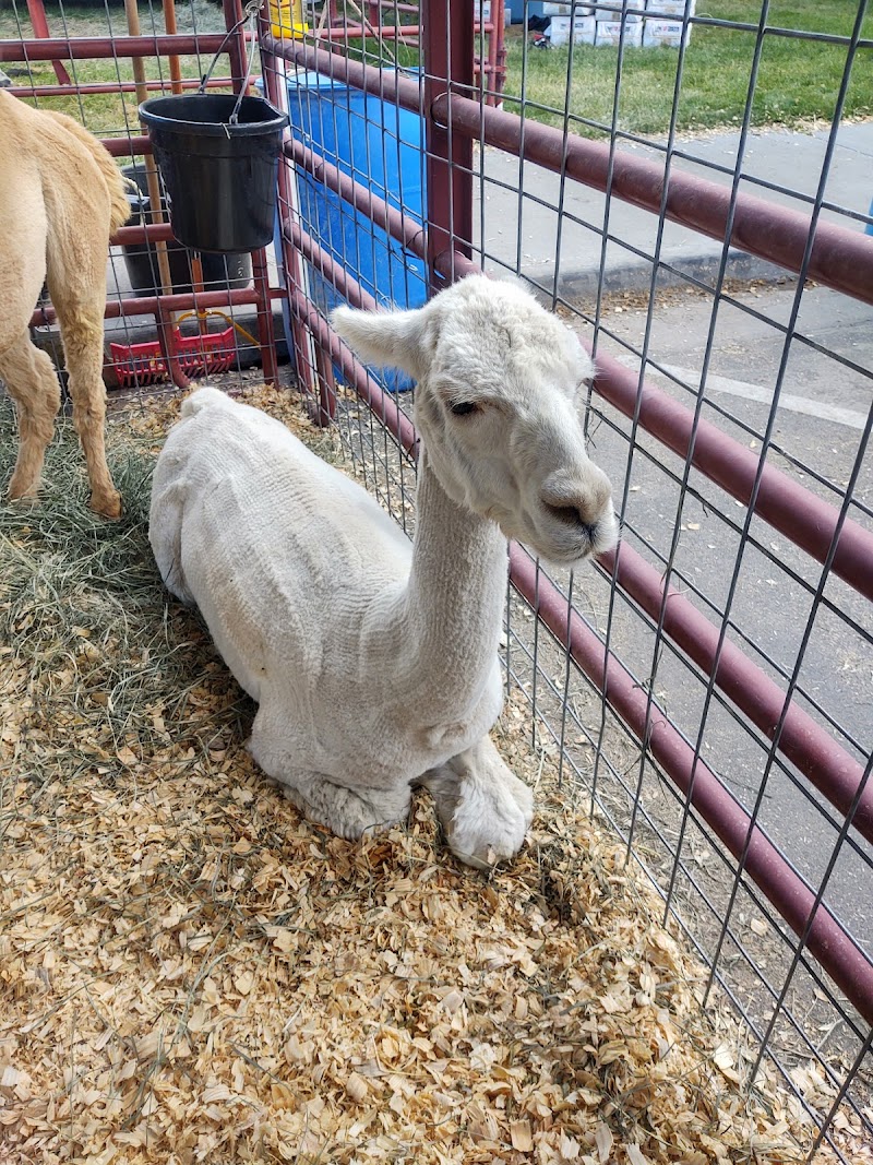 Greeley Stampede photo 9