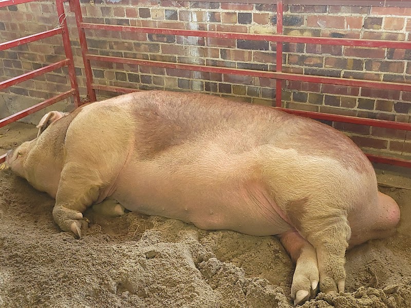 Iowa State Fair photo 5