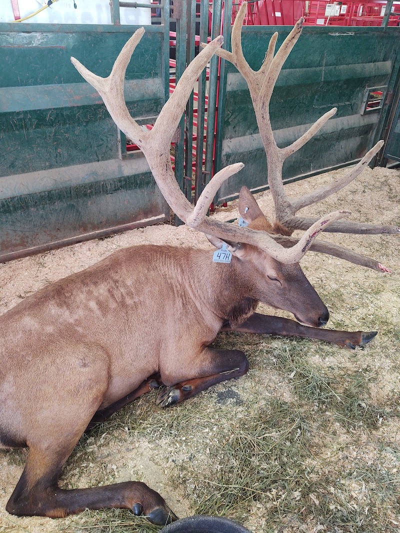 Iowa State Fair photo 6