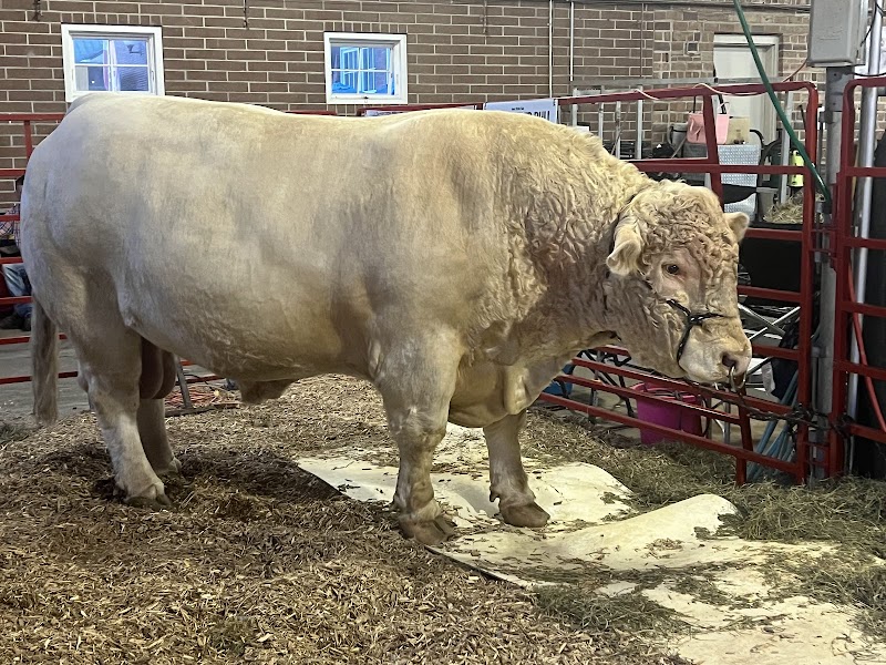 Iowa State Fair photo 7