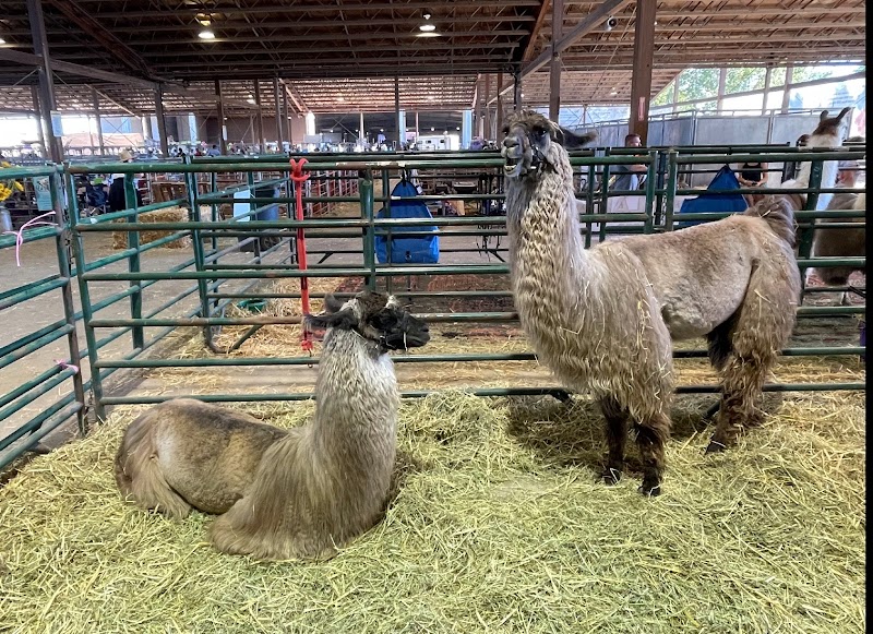 Oregon State Fair & Exposition Center photo 2